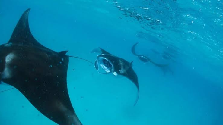 Start at Nusa Penida, Snorkeling Manta Rays & Land Trip West